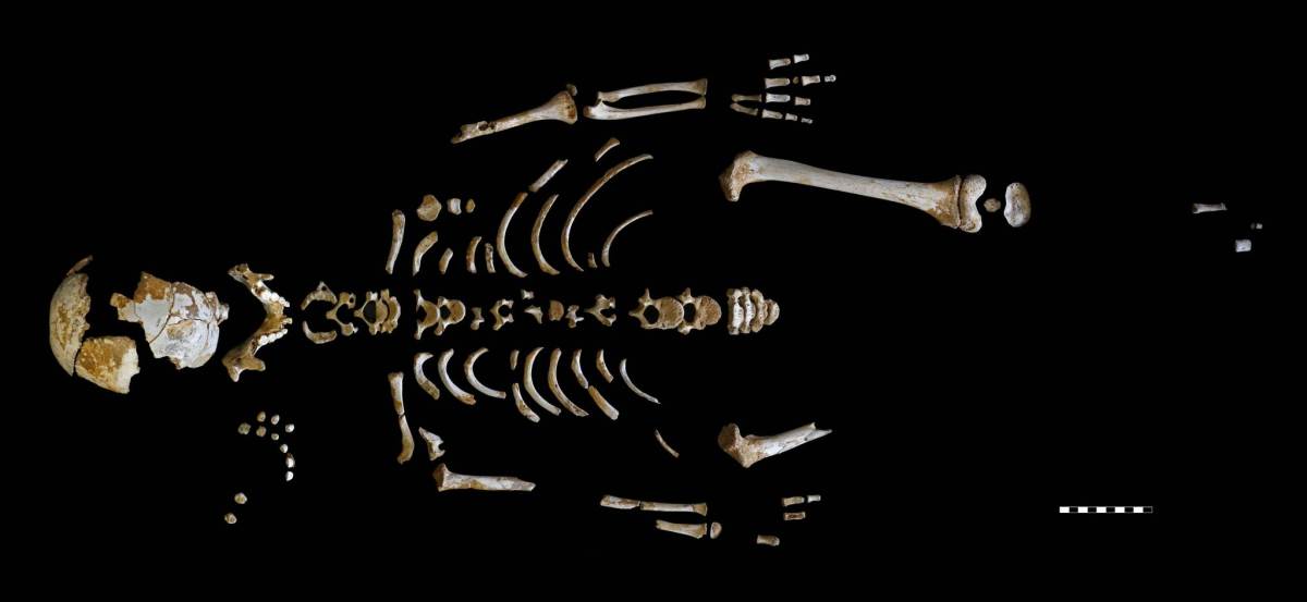 Hallan restos fósiles de un niño neandertal en Asturias