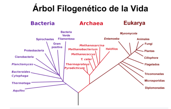 Árbol filogenético de la vida