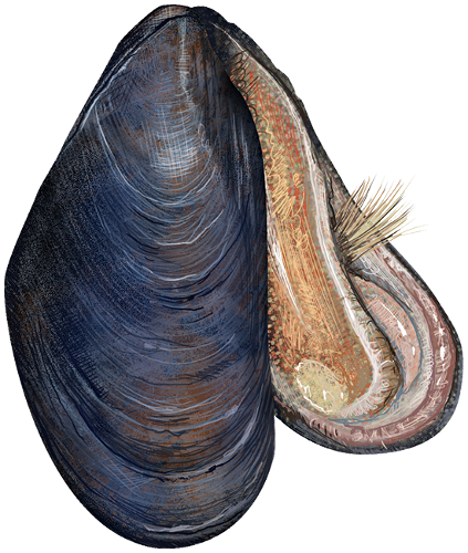 Imagen obtenida de: https://www.wpclipart.com/animals/aquatic/shell_and_shellfish/mussel/Blue_mussel__Mytilus_edulis.png.html
